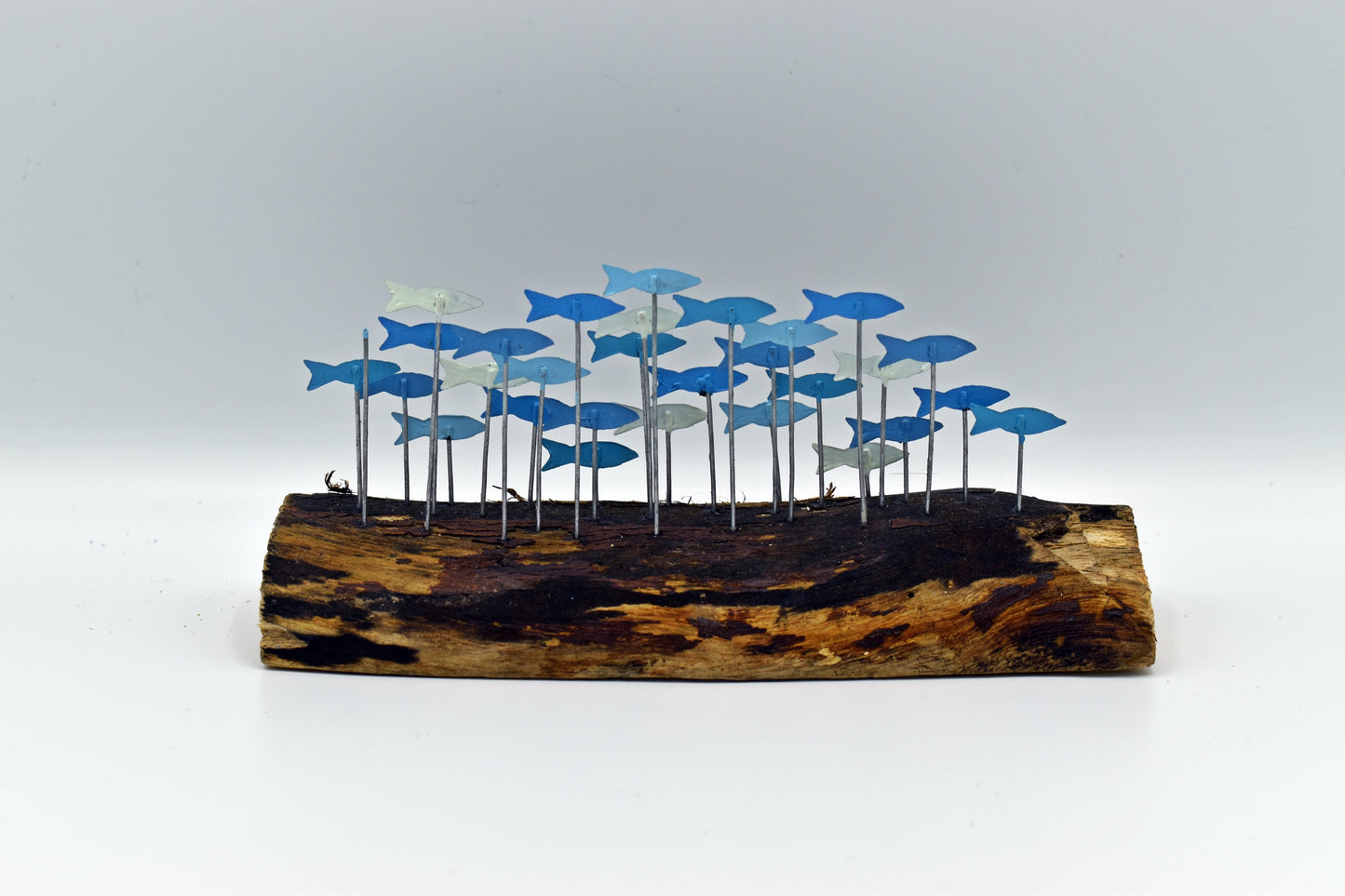 School of Anchovies a driftwood block
